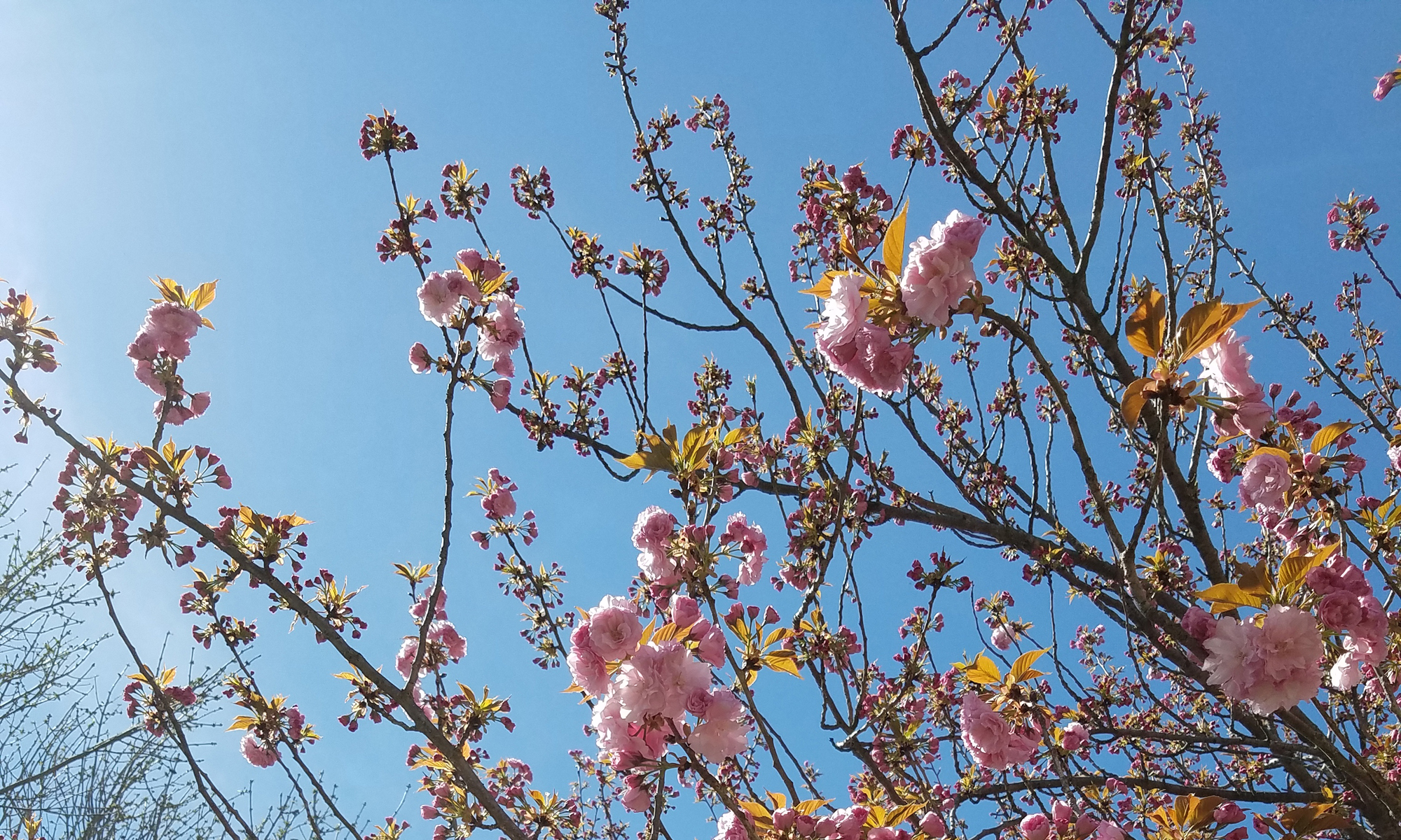 Cherry Blossoms at Kingsview-Ridge, Photo Credit: Lori Teachum